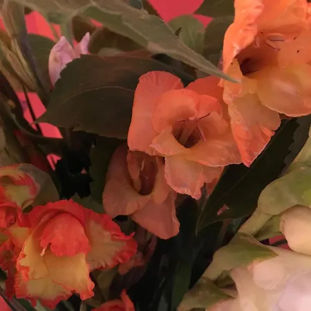 Bed & Breakfast Kaiserswerth Dusseldorf