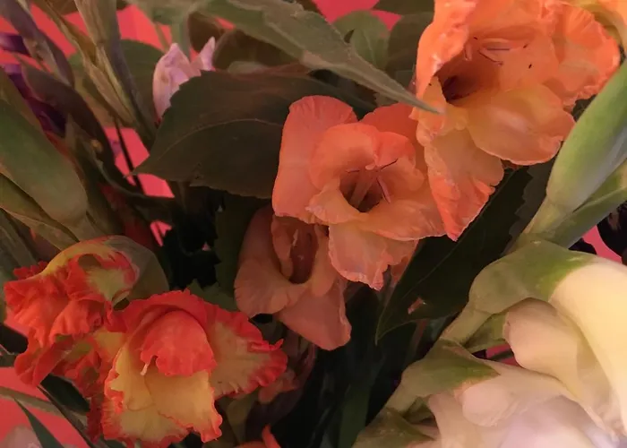 לינה וארוחת בוקר Kaiserswerth דיסלדורף